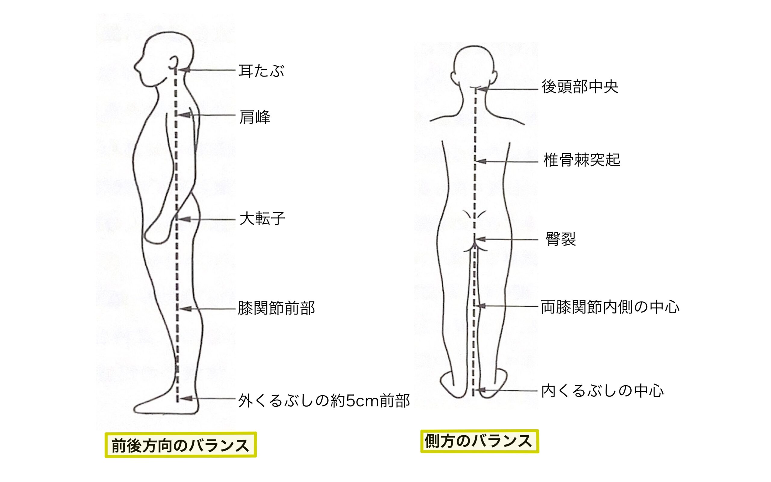 良い姿勢の重心線イラスト（前後・側方のバランス）
